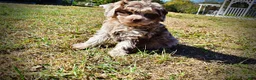 Havapoo dogs for sale: Punky - Ad 7
