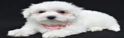 Maltese dogs for sale: Tiny - Ad 7