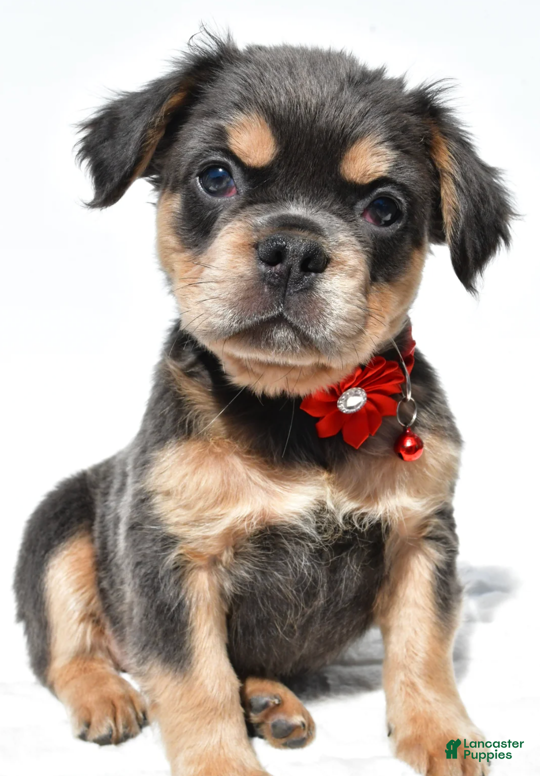 French Bulldog dogs for sale: Nikki - Ad 6