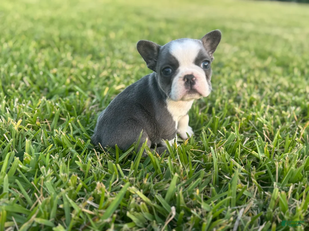 French Bulldog dogs for sale: Sweetie - Ad 2