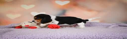 Beagle dogs for sale: OTTO - Ad 11