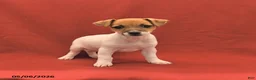 Jack Russell Terrier dogs for sale: Mini - Ad 2