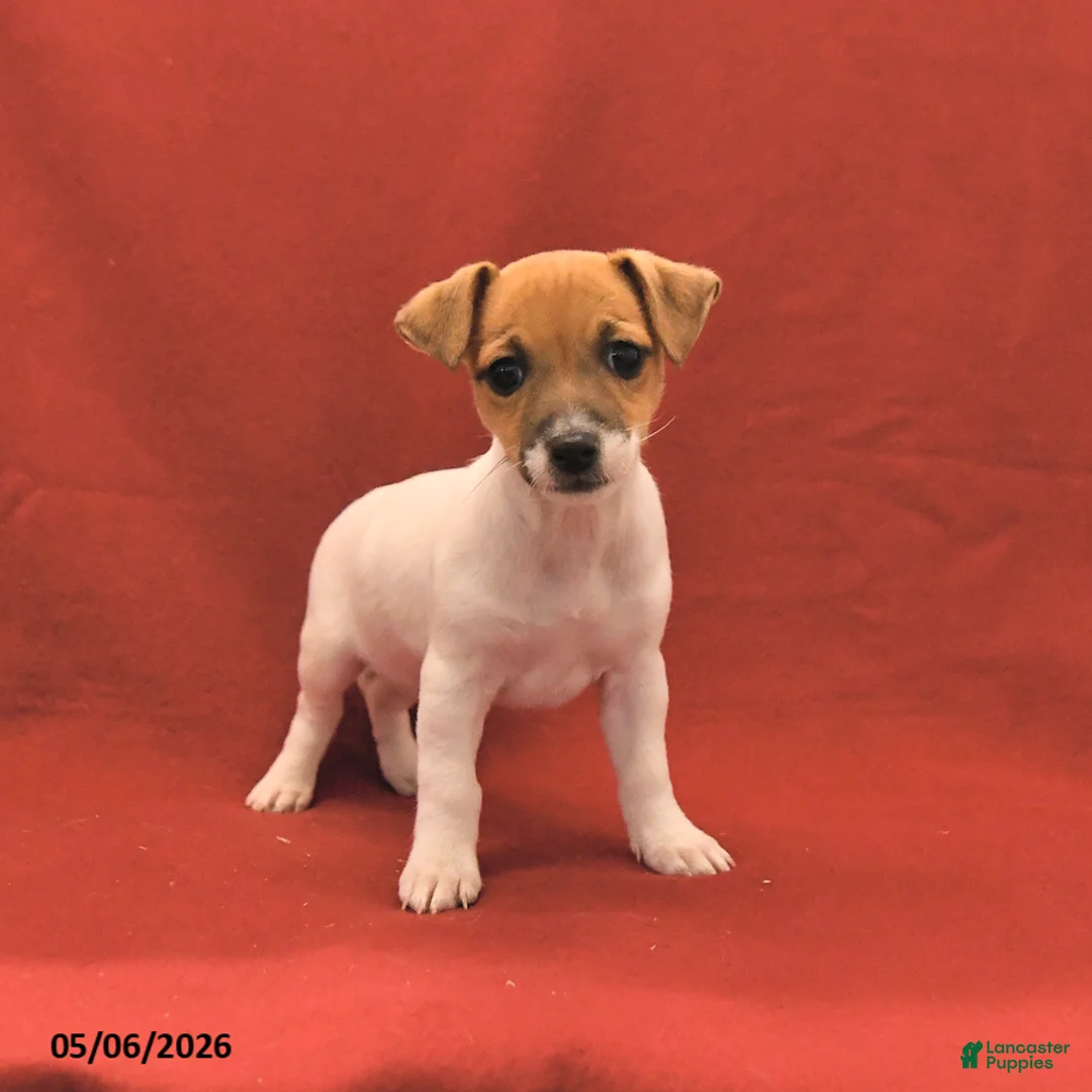 Jack Russell Terrier dogs for sale: Mini - Ad 2