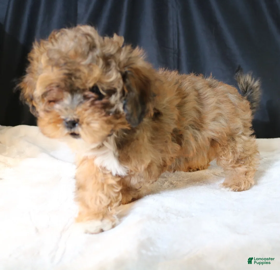 Shihpoo dogs for sale: Chloe - Ad 5
