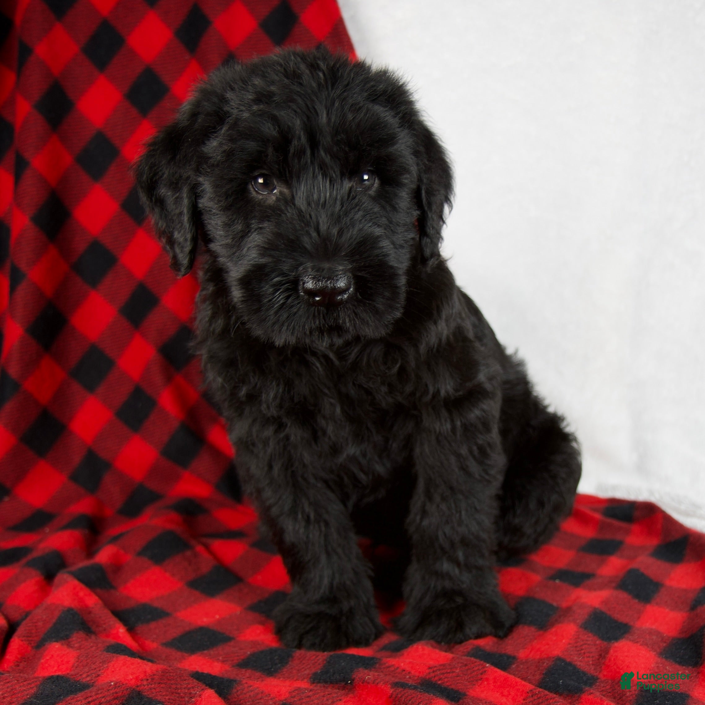 Giant Schnauzer dogs Austin - Ad 5