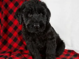 Giant Schnauzer dogs Austin - Ad 1
