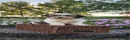 Mixed Breed dogs for sale: Ember - Ad 7