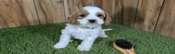 Cavapoo dogs for sale: Milly Boy 3 - Ad 2