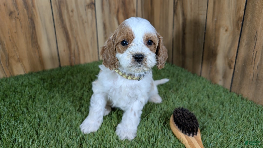 Cavapoo dogs for sale: Milly Boy 3 - Ad 2
