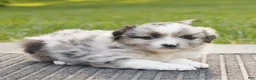 Miniature Australian Shepherd dogs for sale: Colton  - Ad 3