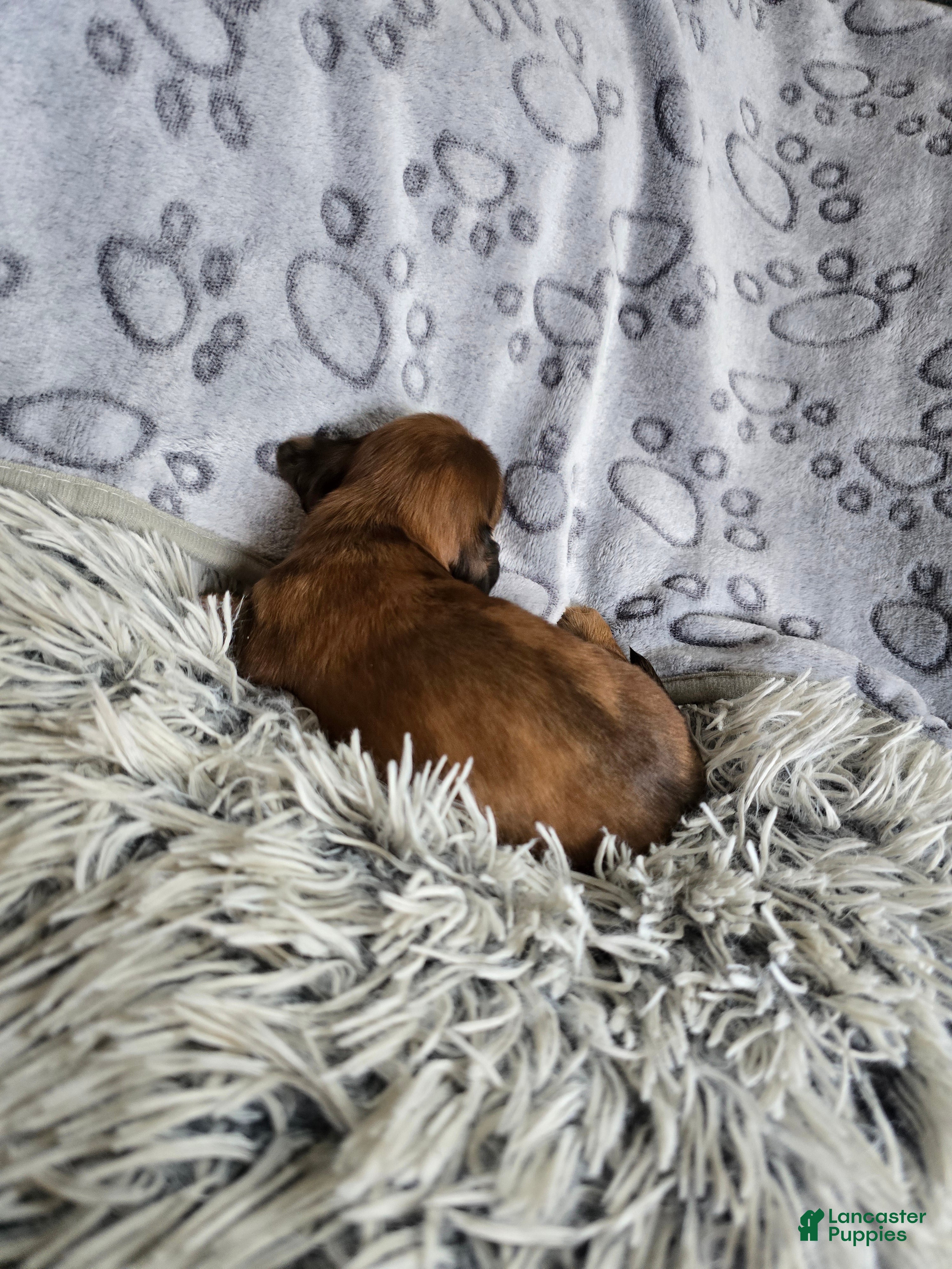 Miniature Dachshund dogs Deuce - Ad 2