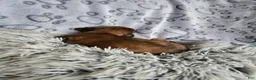 Miniature Dachshund dogs for sale: Deuce - Ad 6