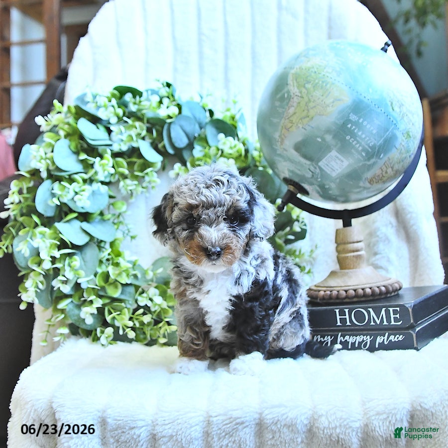 Miniature Poodle dogs Dori - Ad 1