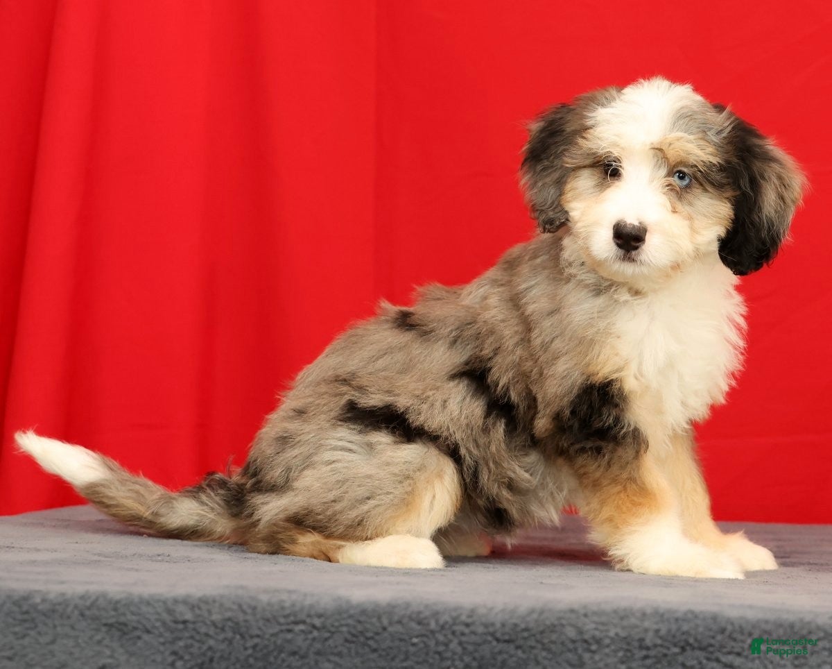 Mini Bernedoodle dogs Beauty - Ad 1