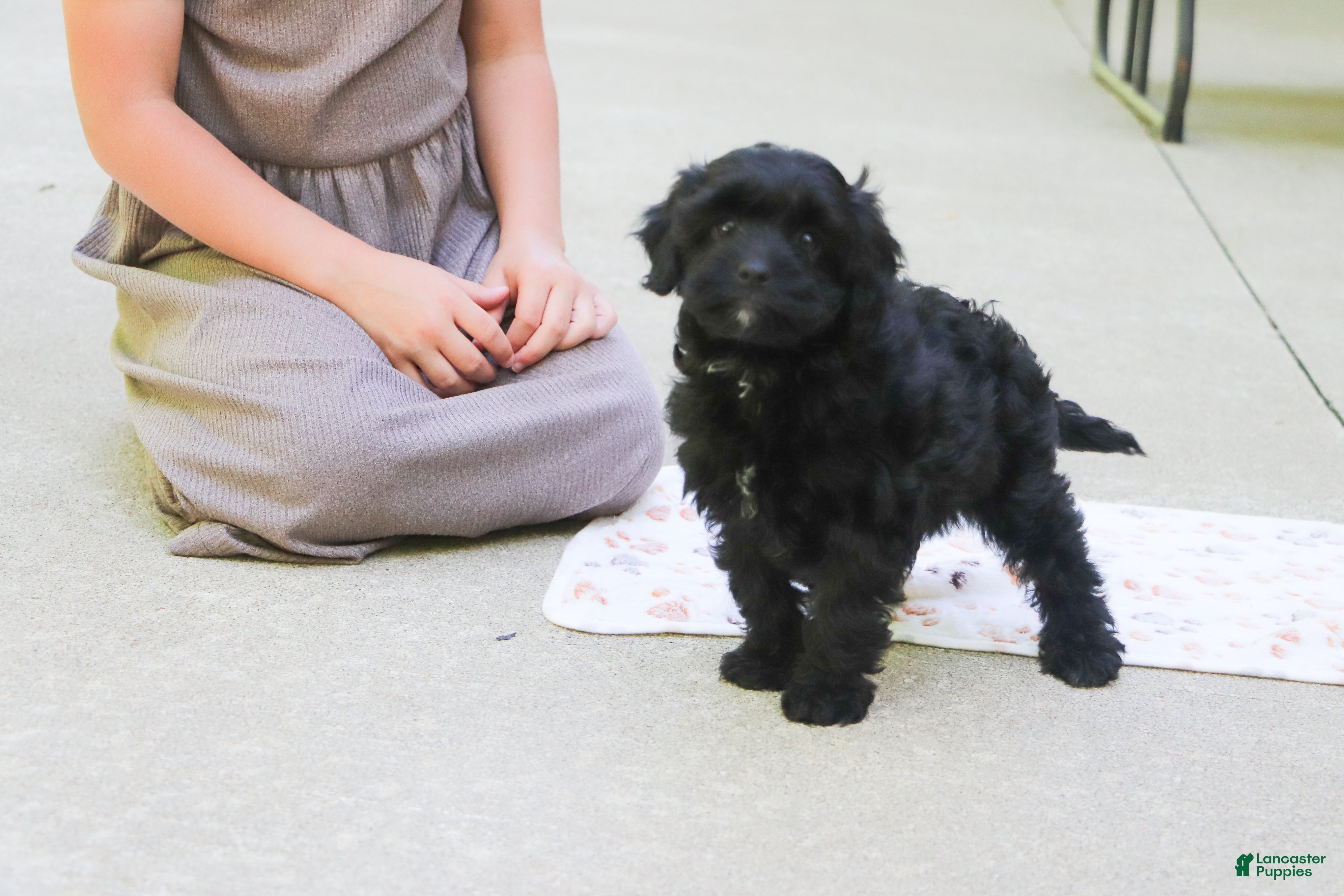 Cavapoo dogs Sadie - Ad 2