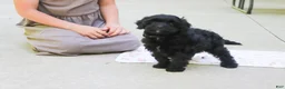 Cavapoo dogs for sale: Sadie - Ad 3