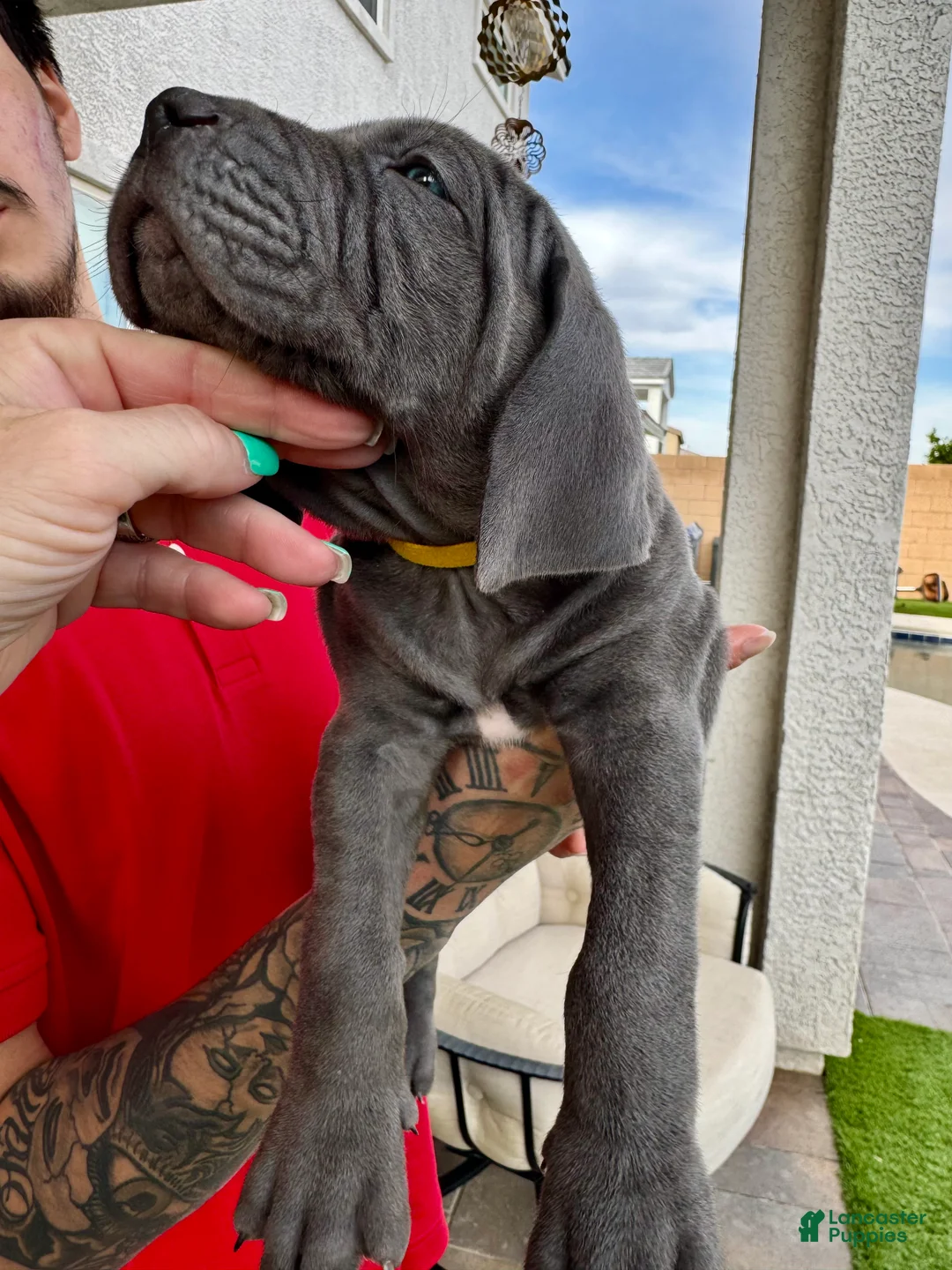 Mixed Breed dogs for sale: Mixed Breed Puppy 8 (yellow) - Ad 1