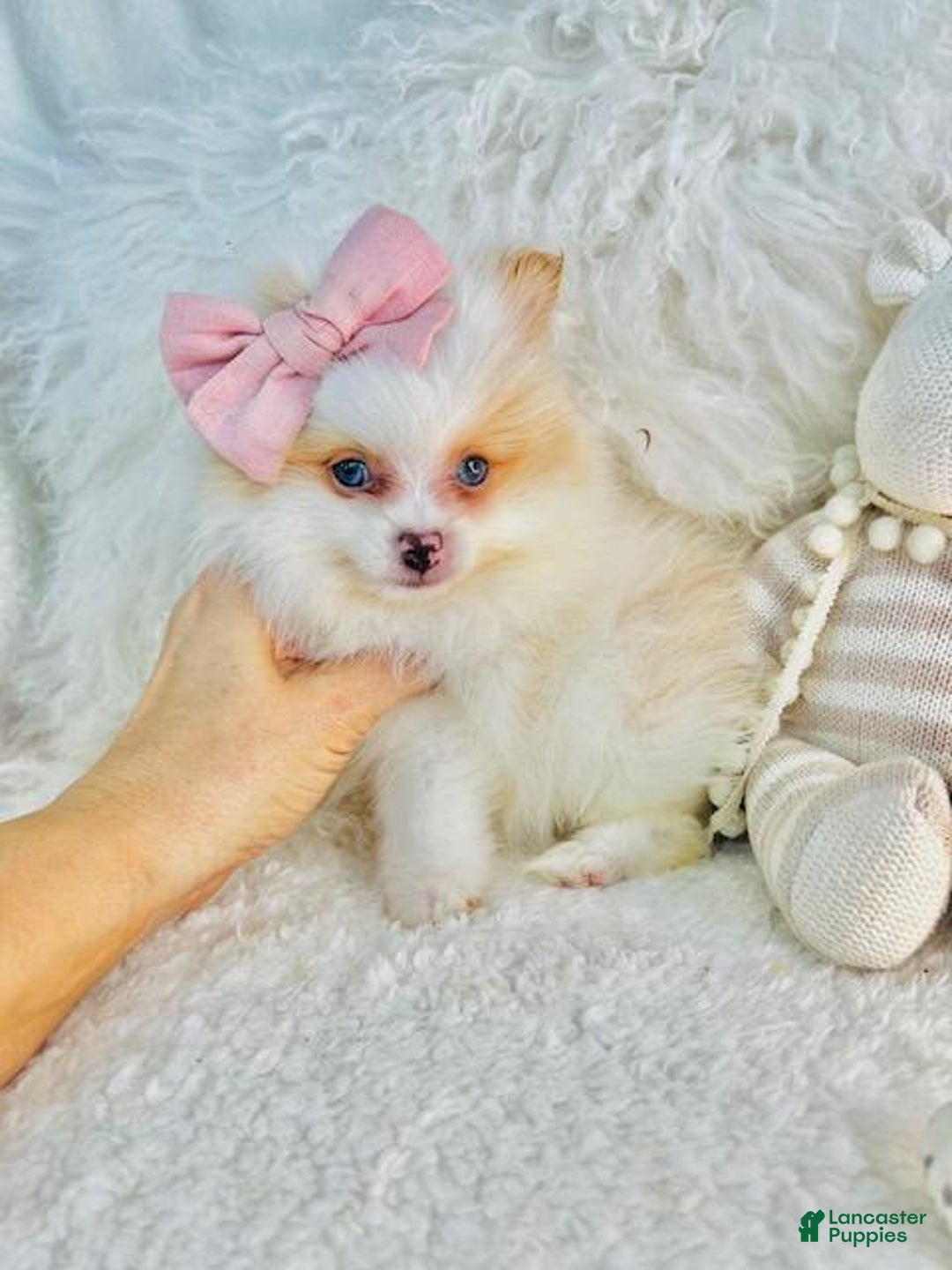 Pomeranian dogs for sale: Pomeranian Puppy 2 - Ad 3