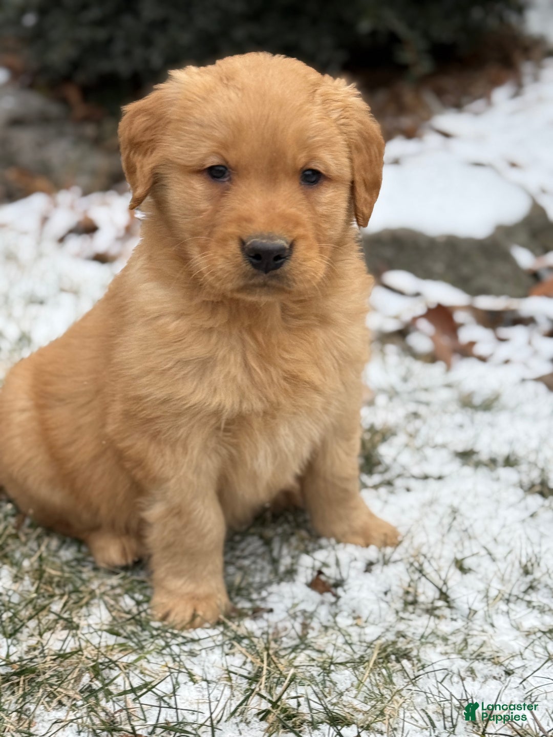 Golden Retriever dogs for sale: Sambo - Ad 6