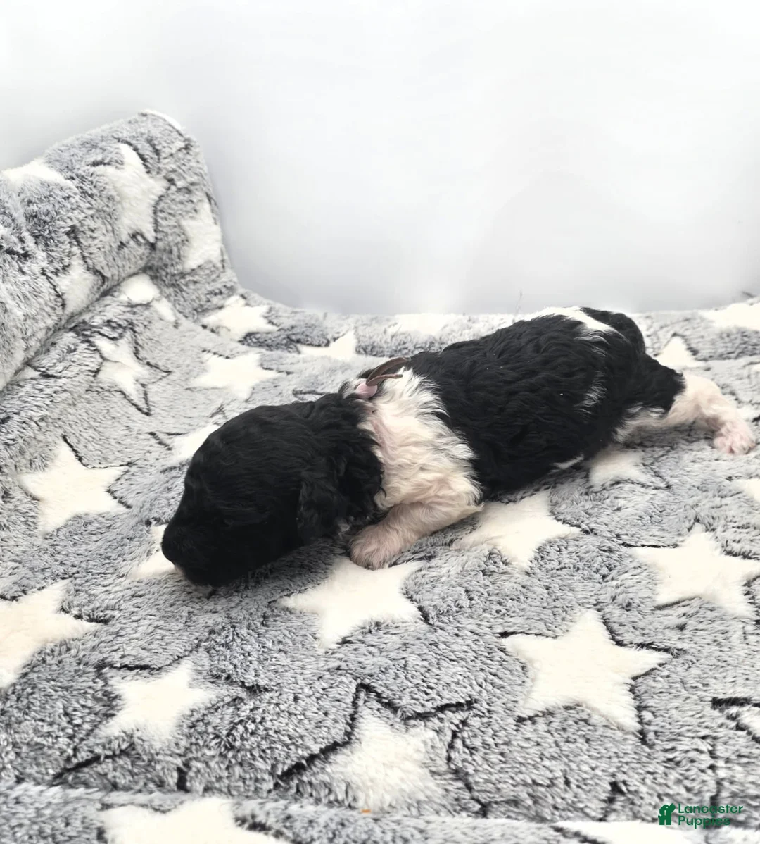 Miniature Poodle dogs for sale: Sorbet - Ad 3