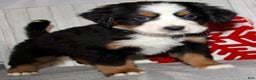 Bernese Mountain Dog dogs for sale: Loki - Ad 7