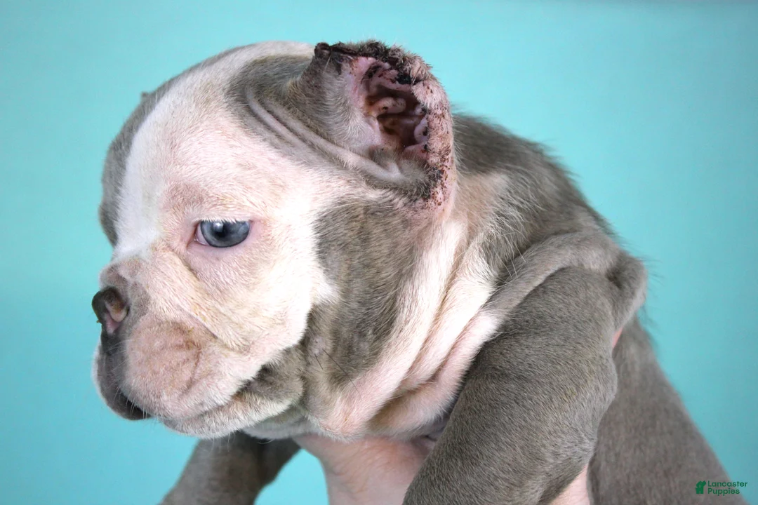 American Bully dogs for sale: Lilac/White Male - Ad 6