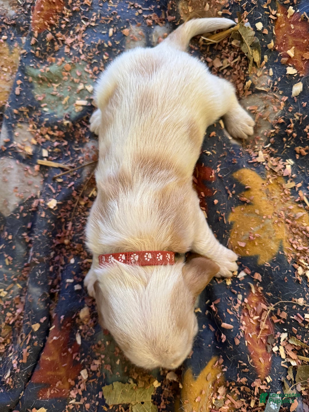 Basset Hound dogs for sale: Basset Hound Puppy 1 - Ad 2