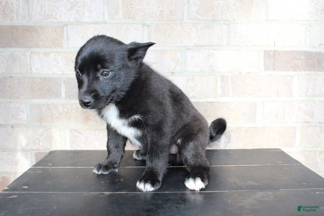 Mixed Breed dogs for sale: Sally - Ad 6