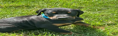 Doberman Pinscher 2