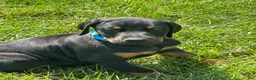 Doberman Pinscher dogs for sale: Doberman Pinscher 2 - Ad 1