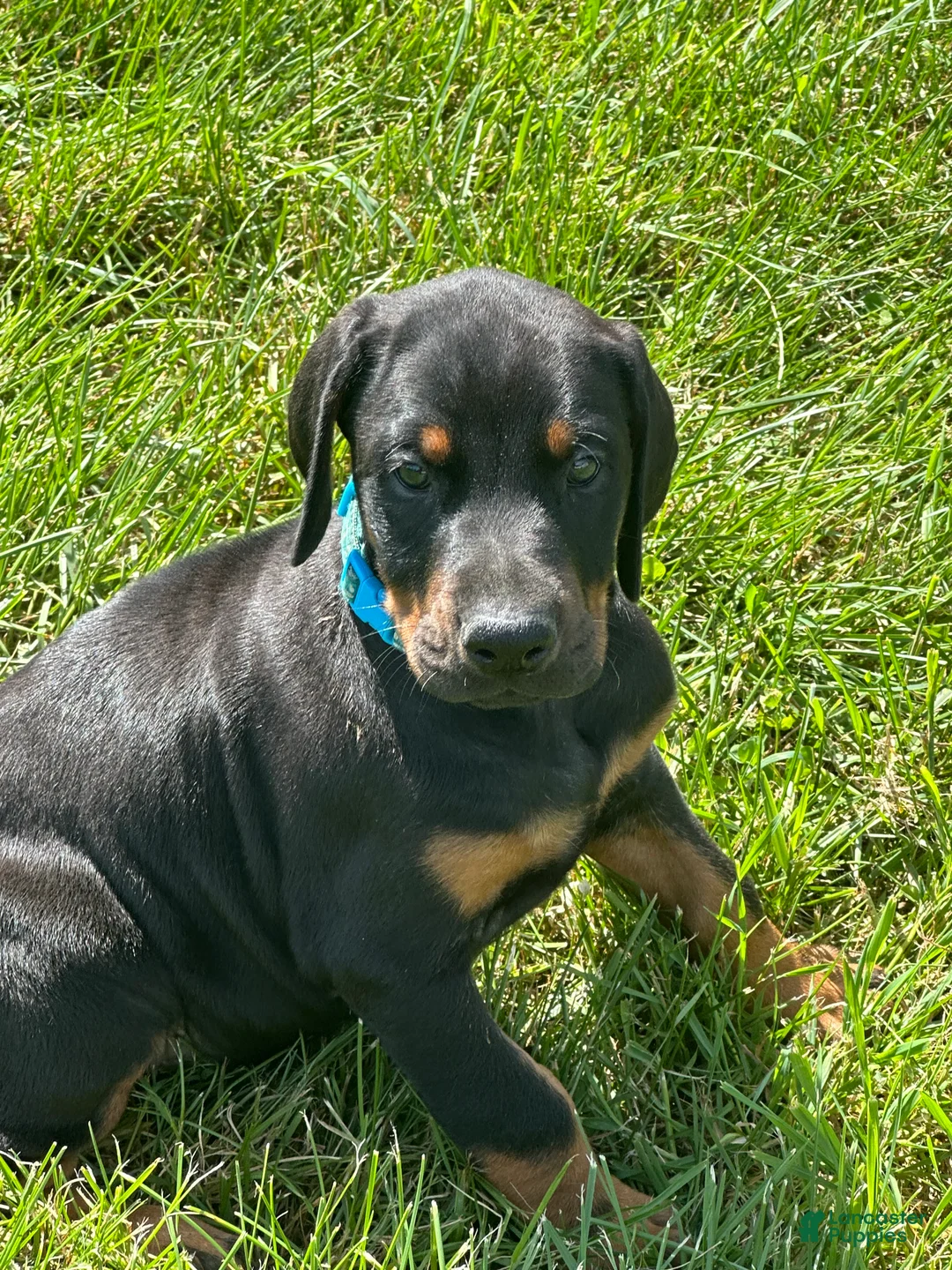 Doberman Pinscher dogs for sale: Doberman Pinscher 2 - Ad 1
