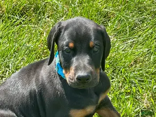 Doberman Pinscher dogs Doberman Pinscher 2 - Ad 33