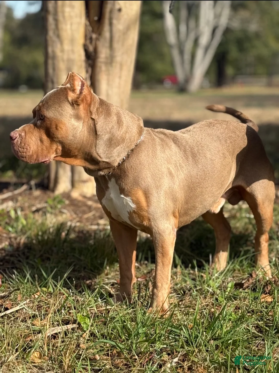 American Bully dogs for stud: Abkc Razor - Ad 1