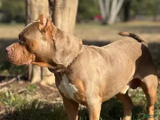 American Bully dogs Abkc Razor - Ad 4