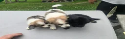 Pomchi dogs for sale: Lucy - Ad 18