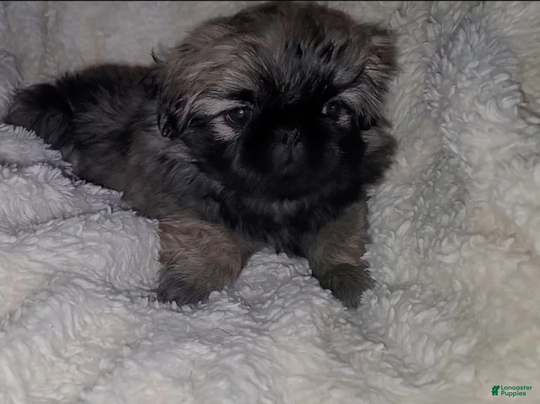 Pekingese dogs for sale: Pekingese 4 - Ad 2