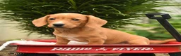 Mixed Breed dogs for sale: Almond - Ad 5