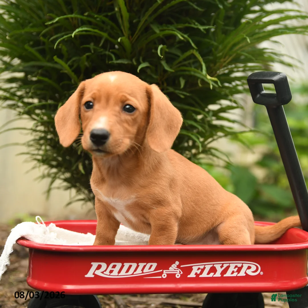 Mixed Breed dogs for sale: Almond - Ad 5