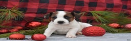Jack Russell Terrier dogs for sale: Nyla - Ad 2