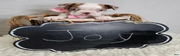 Boston Terrier dogs for sale: Joy - Ad 4