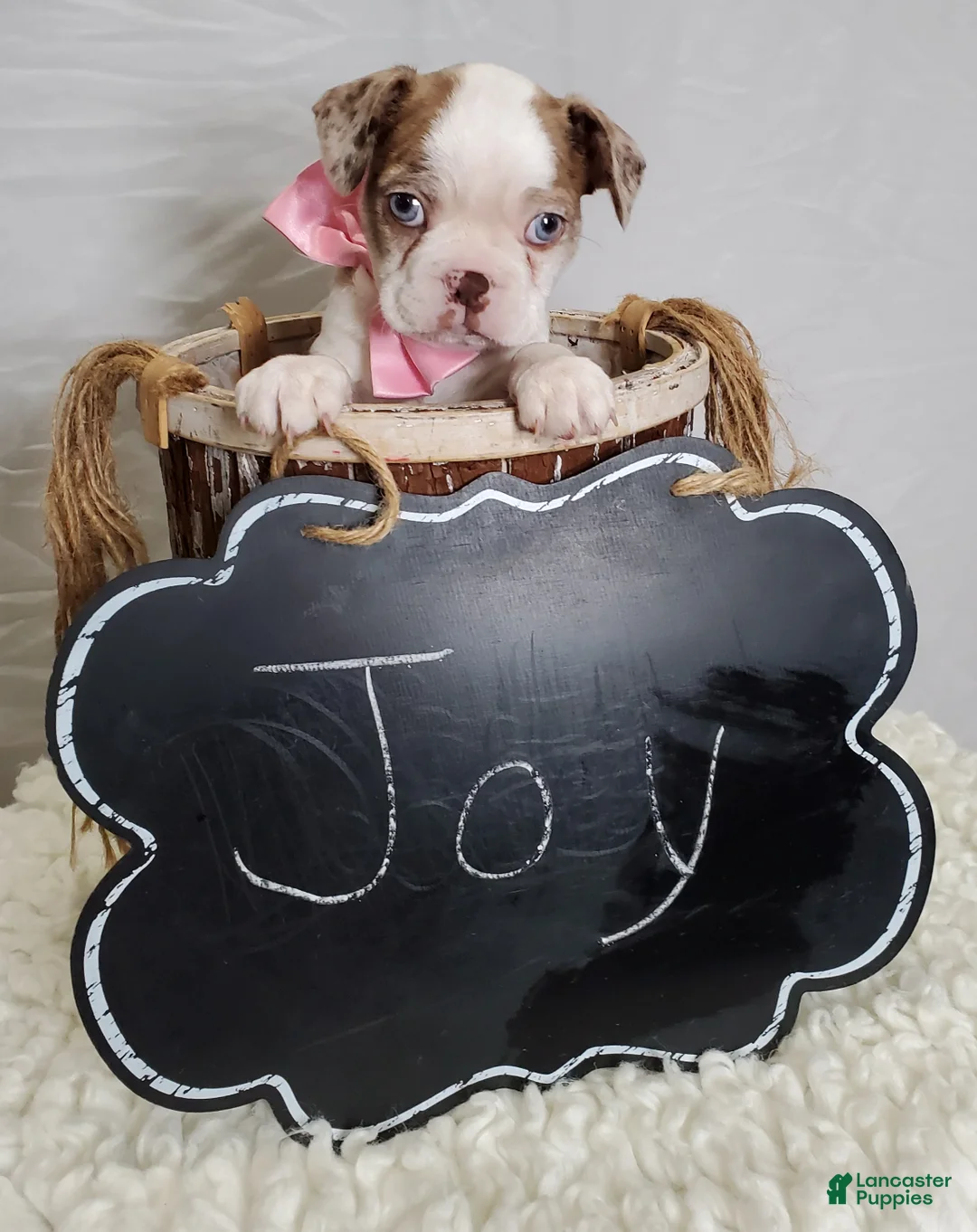 Boston Terrier dogs for sale: Joy - Ad 4