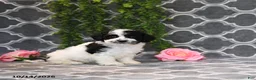 Havapoo dogs for sale: Bob - Ad 4