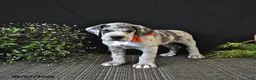 Great Dane dogs for sale: Bleu - Ad 3