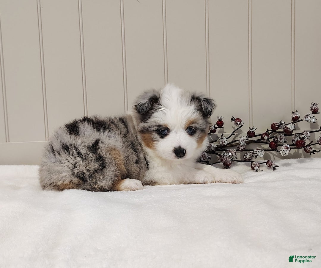 Miniature Australian Shepherd dogs for sale: Miniature Australian Shepherd Puppy 2 - Ad 4