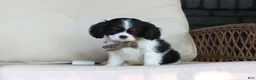 Cavalier King Charles Spaniel dogs for sale: Leo - Ad 6