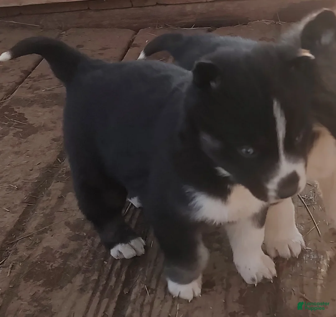 Siberian Husky dogs for sale: Siberian Husky Puppy 6 - Ad 4