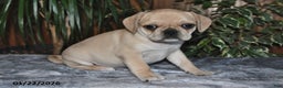 Puggle dogs for sale: Oscar - Ad 3