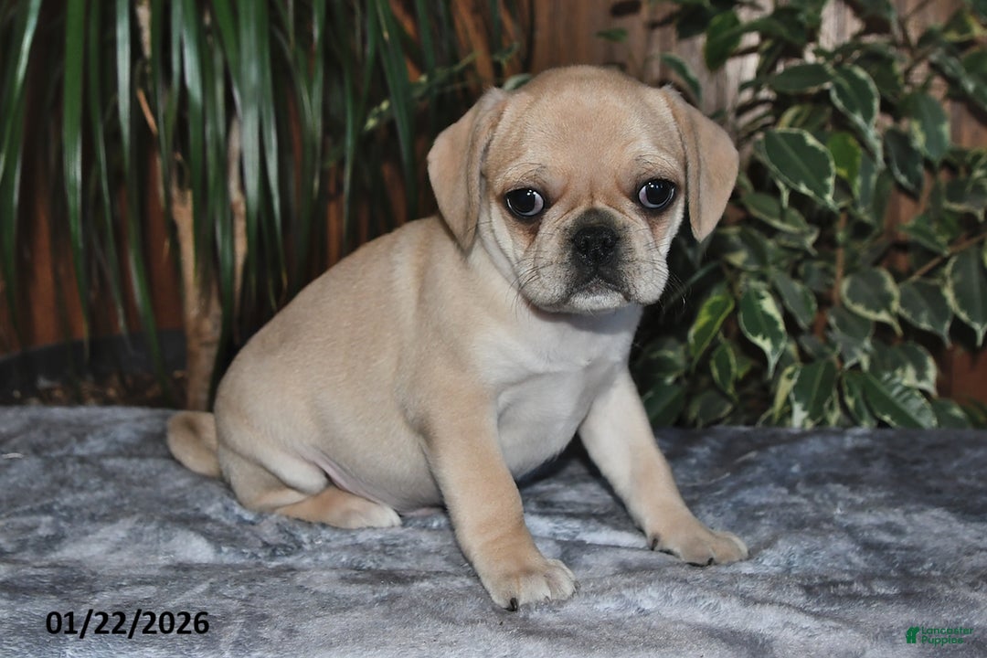 Puggle dogs for sale: Oscar - Ad 3