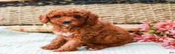 Miniature Labradoodle dogs for sale: Kiwi - Ad 5