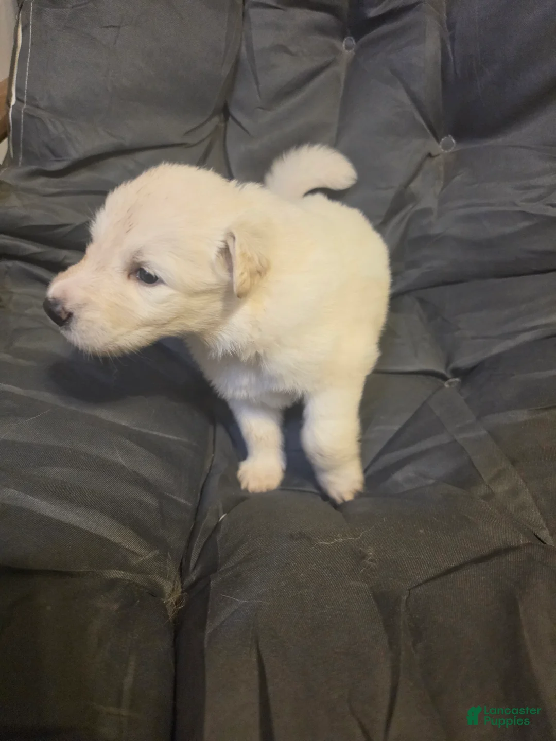 German Shepherd dogs for sale: German Shepherd 2 - Ad 8